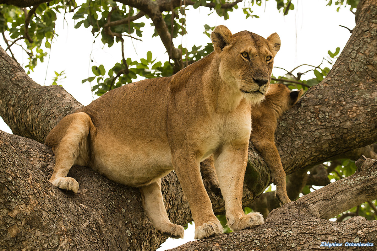 Lew (Panthera leo) - Kenia