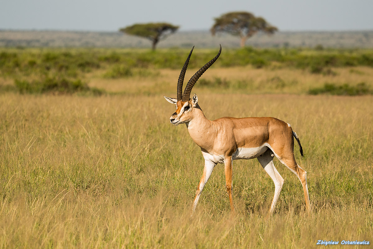 Gazela granta (Gazella granti) - Kenia