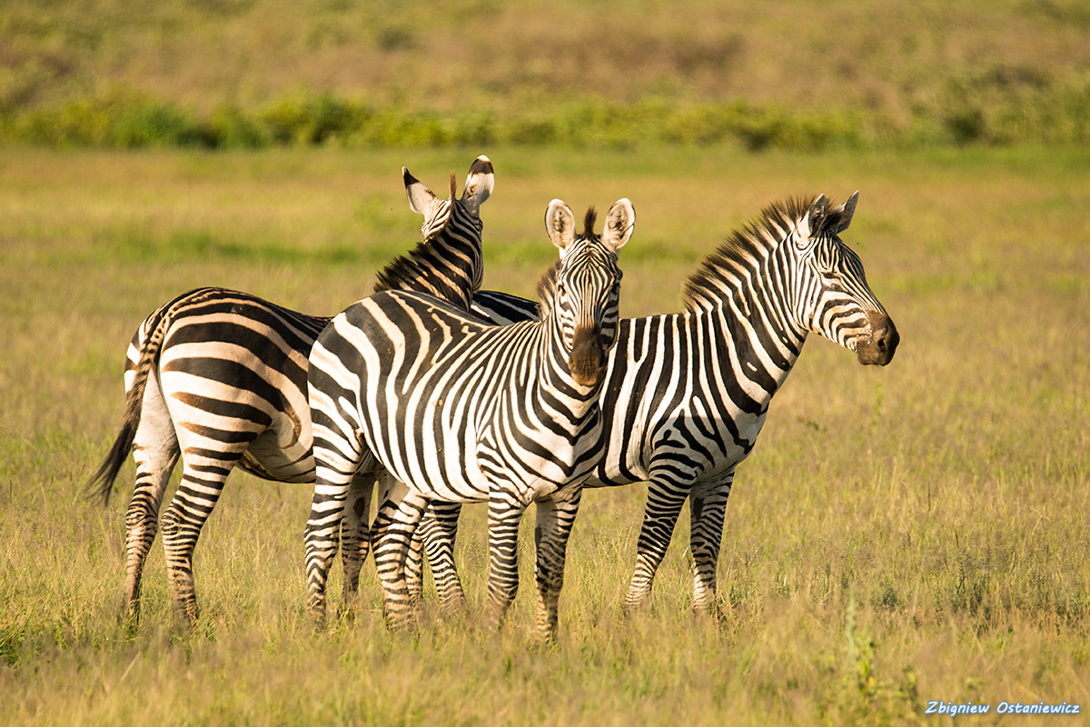 Zebra stepowa (Equus-quagga) - Kenia