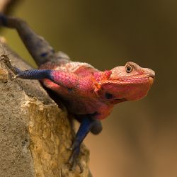 Agama czerwonogłowa (Agama agama) - Kenia