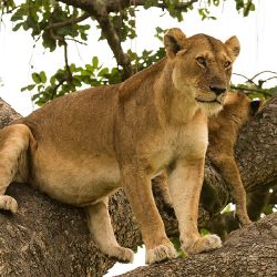 Lew (Panthera leo) - Kenia