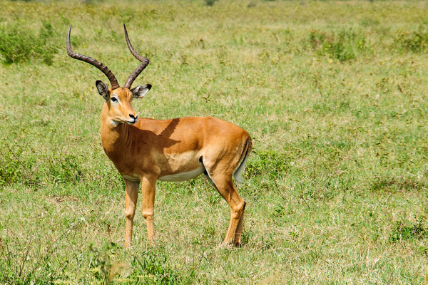Impala zwyczajna (Aepyceros melampus) - Kenia
