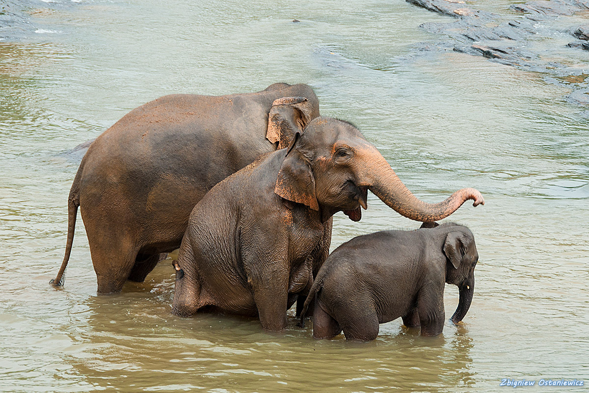 Słoń indyjski (Elephas maximus) - Sri-Lanka