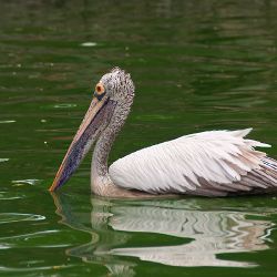 Pelikan indyjski (Pelecanus philippensis) - Sri-Lanka
