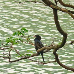 Kormoran skromny (Phalacrocorax niger) - Sri-Lanka