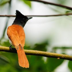 Muchodlawka rajska (Terpsiphone paradisi) - Sri-Lanka