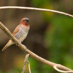 Mniszka muszkatowa (Lonchura punctulata) -  Sri-Lanka