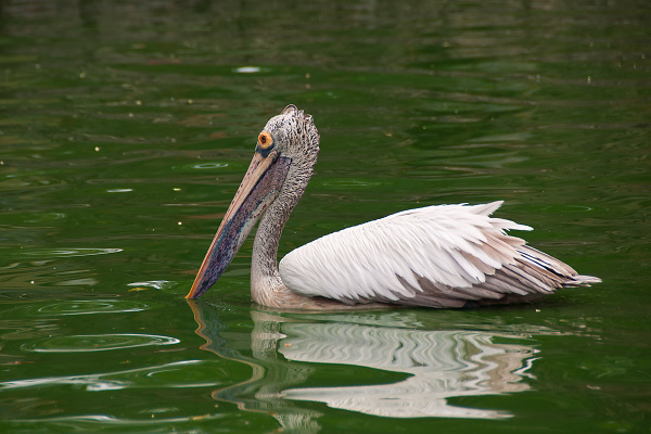 Pelikan indyjski (Pelecanus philippensis) - Sri-Lanka